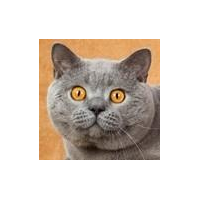 Fooocus Local AI Image Generator